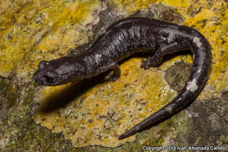 Tamaulipan False Brook Salamander (Pseudoeurycea scandens)