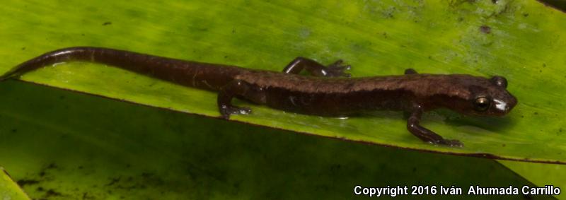 Toothy Salamander (Chiropterotriton multidentatus)