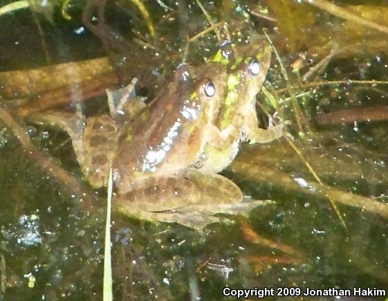 Blanchard's Cricket Frog (Acris crepitans blanchardi)