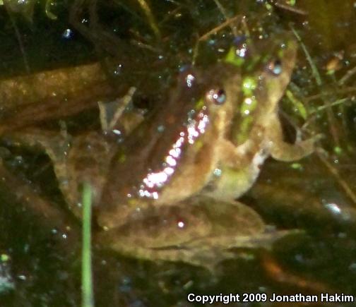 Blanchard's Cricket Frog (Acris crepitans blanchardi)