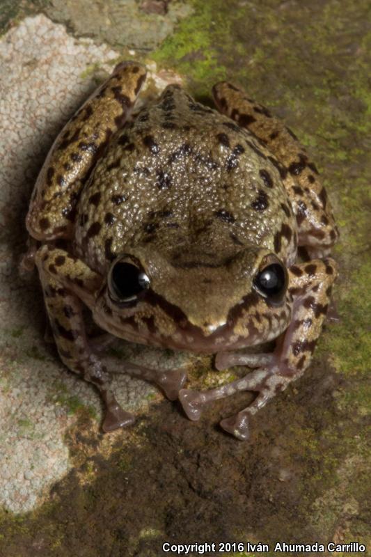 Long-footed Chirping Frog (Eleutherodactylus longipes)