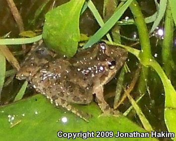 Blanchard's Cricket Frog (Acris crepitans blanchardi)