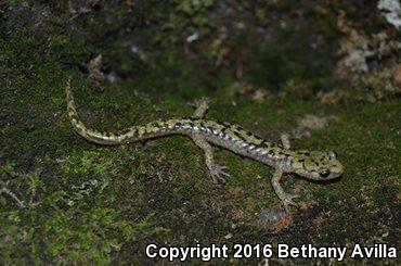 Green Salamander (Aneides aeneus)