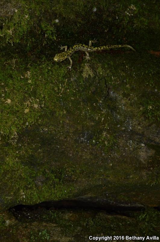 Green Salamander (Aneides aeneus)