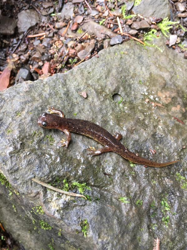 Cascade Torrent Salamander (Rhyacotriton cascadae)