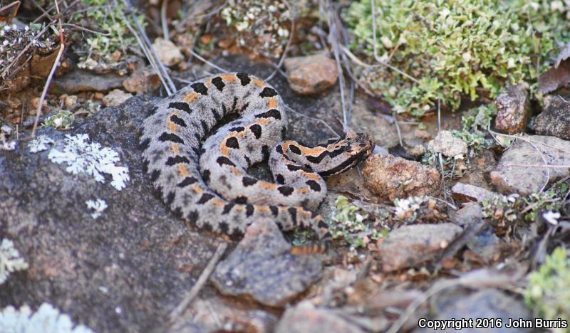 Western Pigmy Rattlesnake (Sistrurus miliarius streckeri)