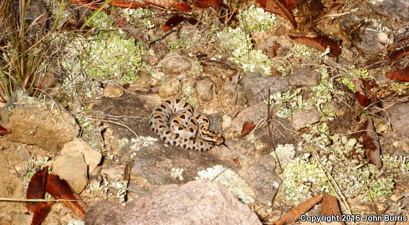 Western Pigmy Rattlesnake (Sistrurus miliarius streckeri)