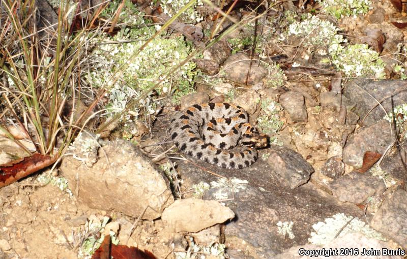 Western Pigmy Rattlesnake (Sistrurus miliarius streckeri)