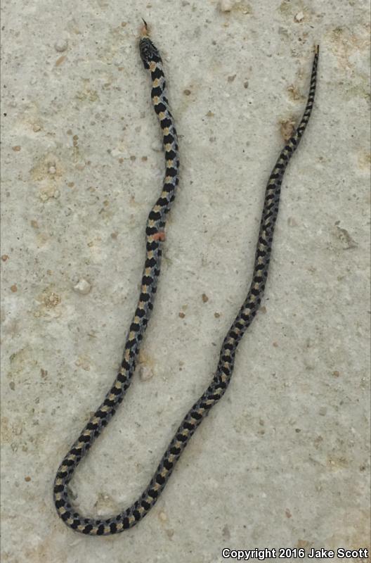 Short-tailed Snake (Lampropeltis extenuata)