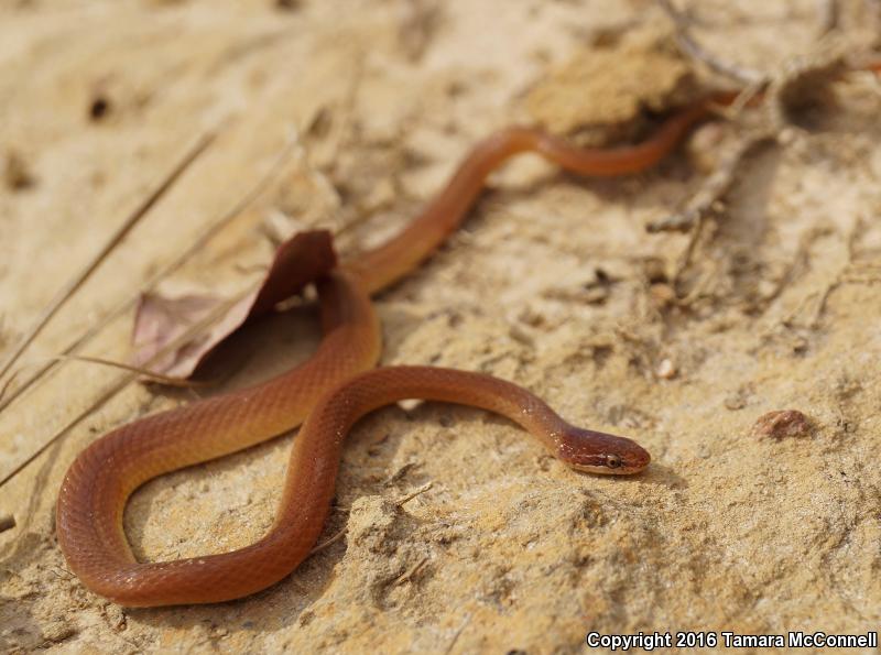 Pine Woods Littersnake (Rhadinaea flavilata)