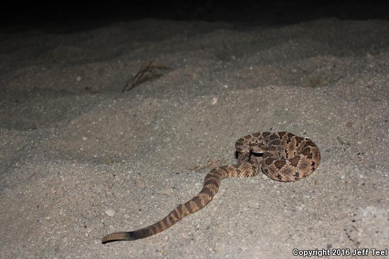 Baja California Rattlesnake (Crotalus enyo)