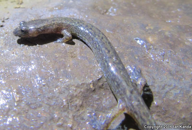 Oklahoma Salamander (Eurycea tynerensis)