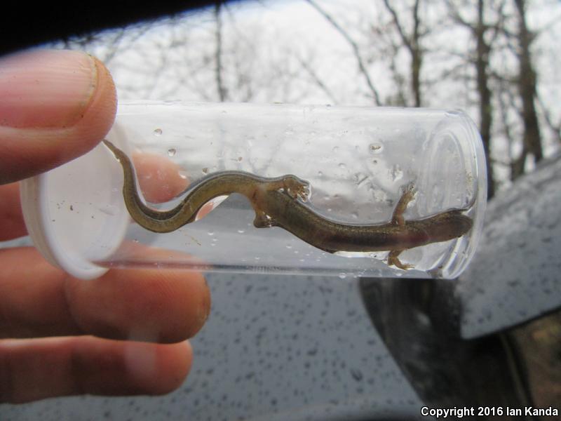 Oklahoma Salamander (Eurycea tynerensis)