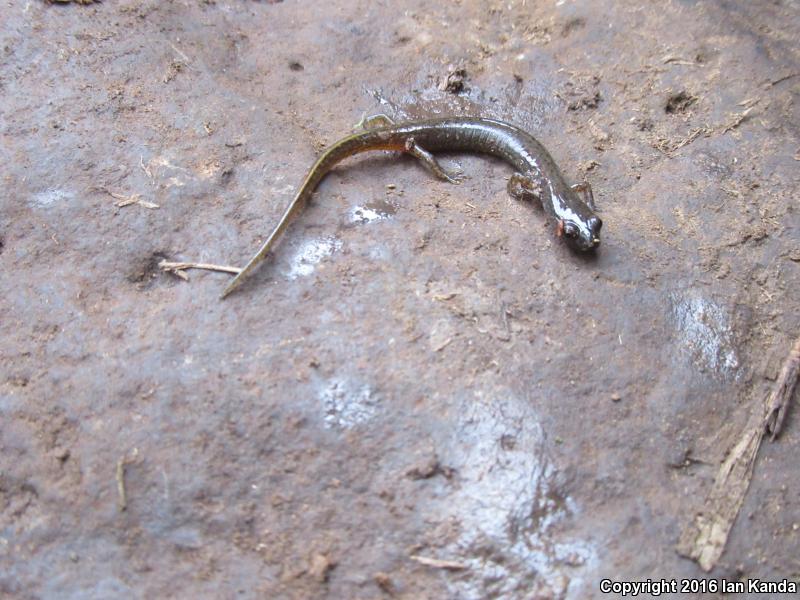 Oklahoma Salamander (Eurycea tynerensis)