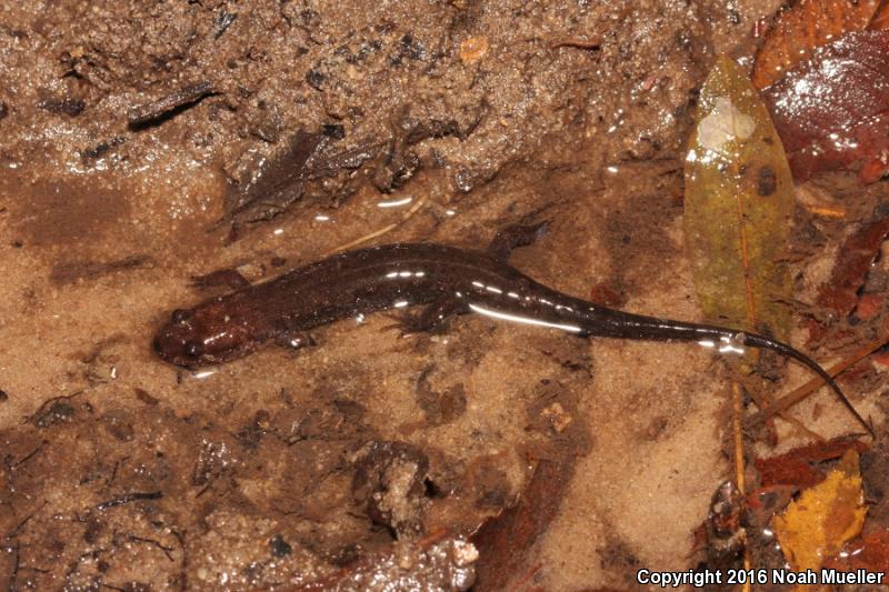 Apalachicola Dusky Salamander (Desmognathus apalachicolae)