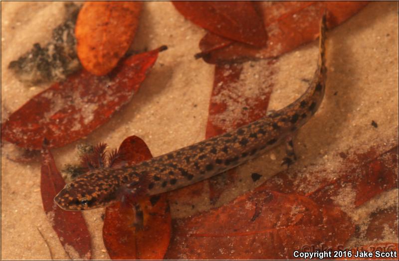 Gulf Coast Waterdog (Necturus beyeri)