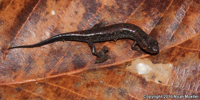 Apalachicola Dusky Salamander (Desmognathus apalachicolae)