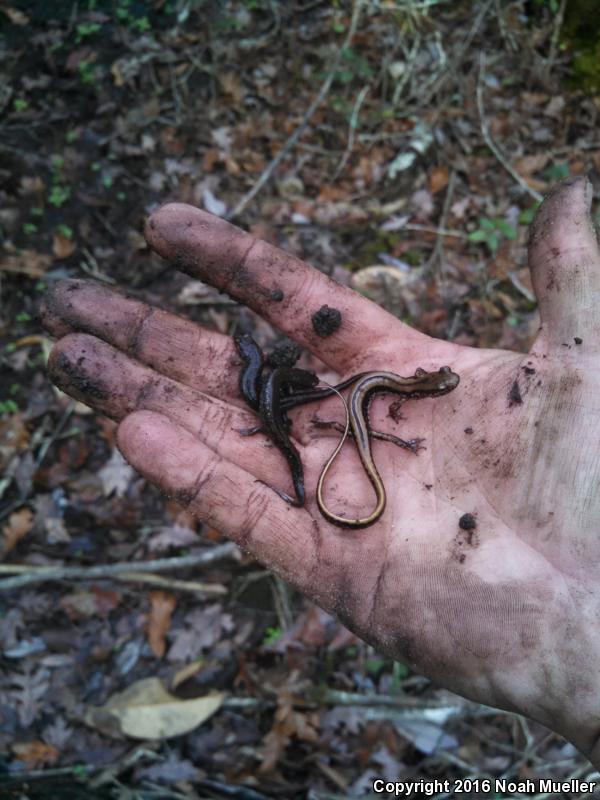 Apalachicola Dusky Salamander (Desmognathus apalachicolae)