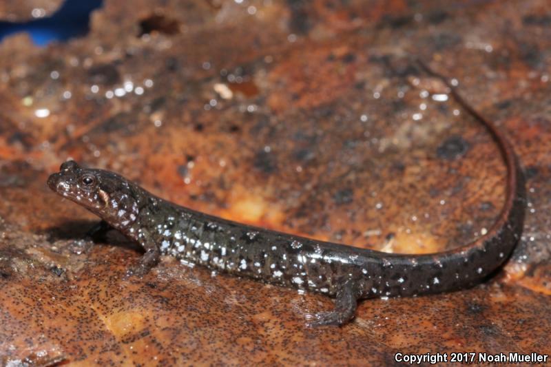 Apalachicola Dusky Salamander (Desmognathus apalachicolae)