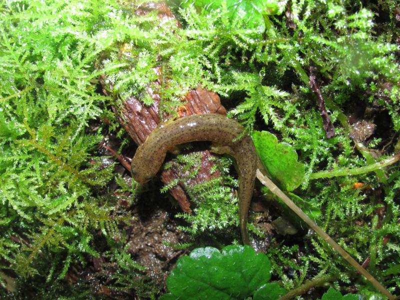 Cascade Torrent Salamander (Rhyacotriton cascadae)