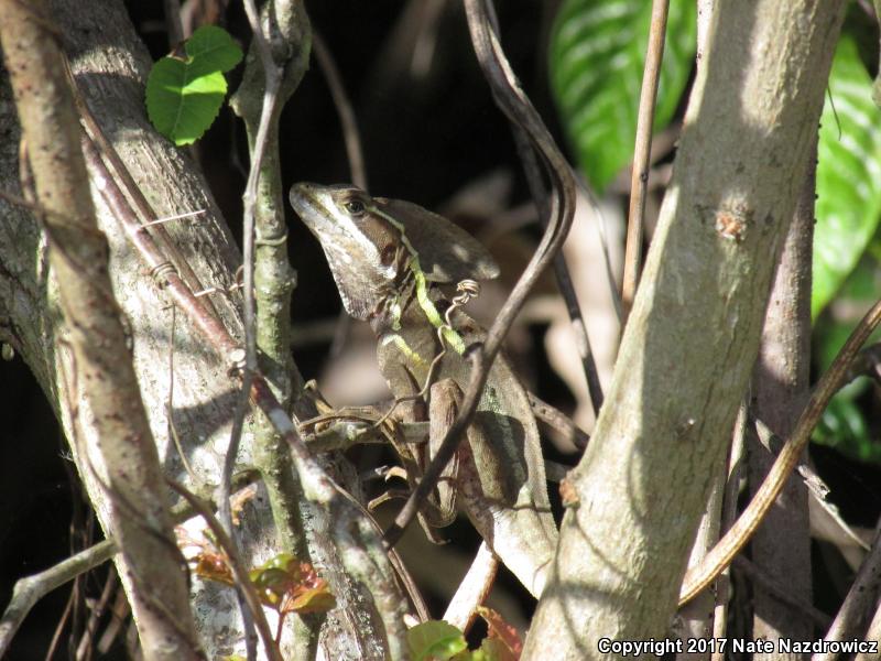 Brown Basilisk (Basiliscus vittatus)