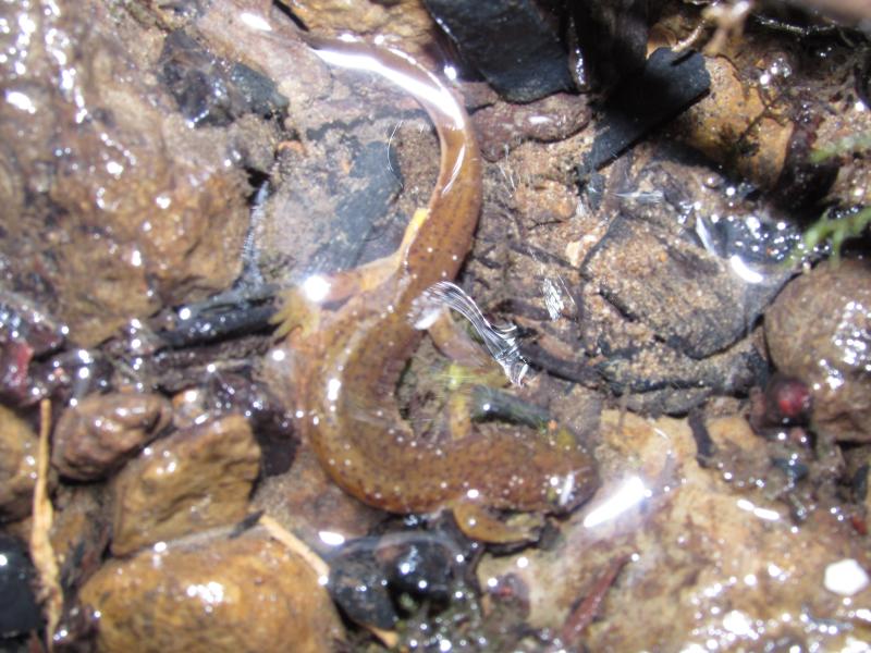 Cascade Torrent Salamander (Rhyacotriton cascadae)