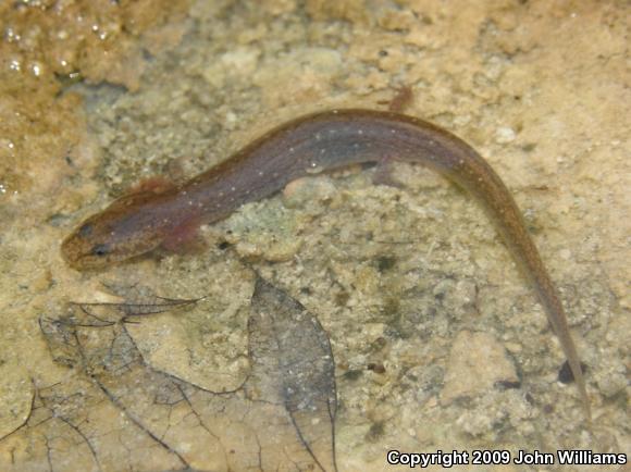 Valdina Farms Salamander (Eurycea troglodytes)