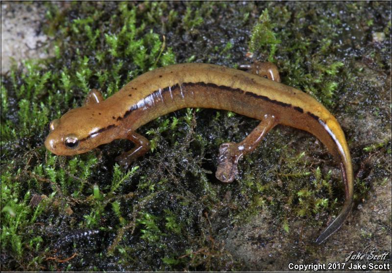 Dark-sided Salamander (Eurycea aquatica)