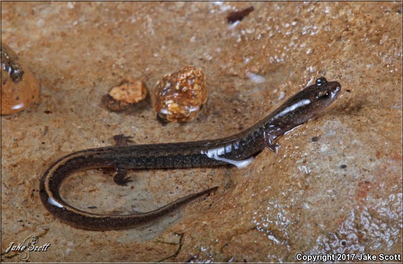 Oklahoma Salamander (Eurycea tynerensis)