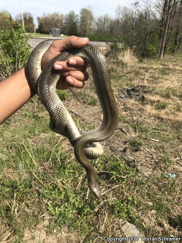 Prairie Kingsnake (Lampropeltis calligaster calligaster)