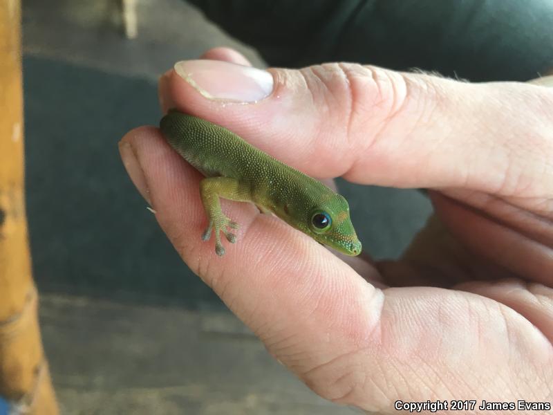 Gold Dust Day Gecko (Phelsuma laticauda)