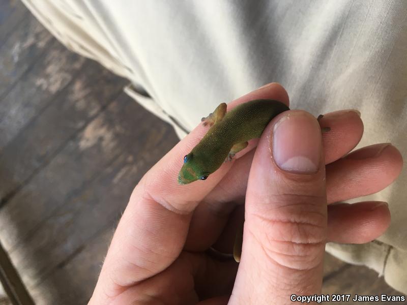 Gold Dust Day Gecko (Phelsuma laticauda)