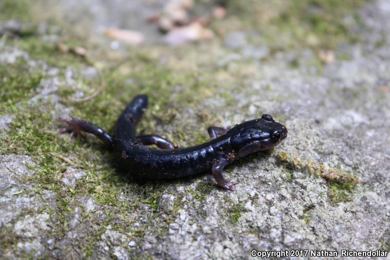 South Mountain Gray-cheeked Salamander (Plethodon meridianus)