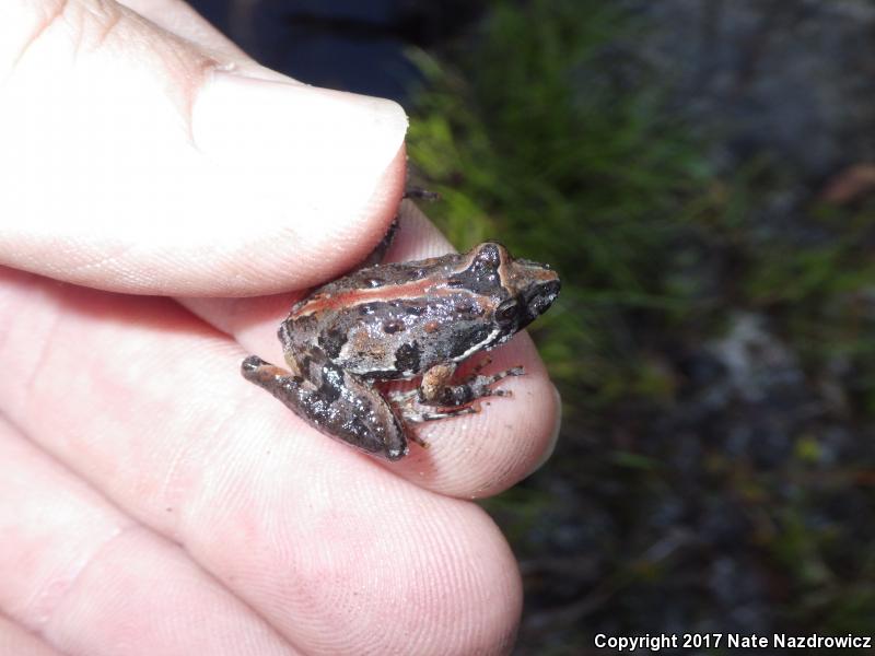 Coastal Plain Cricket Frog (Acris gryllus gryllus)