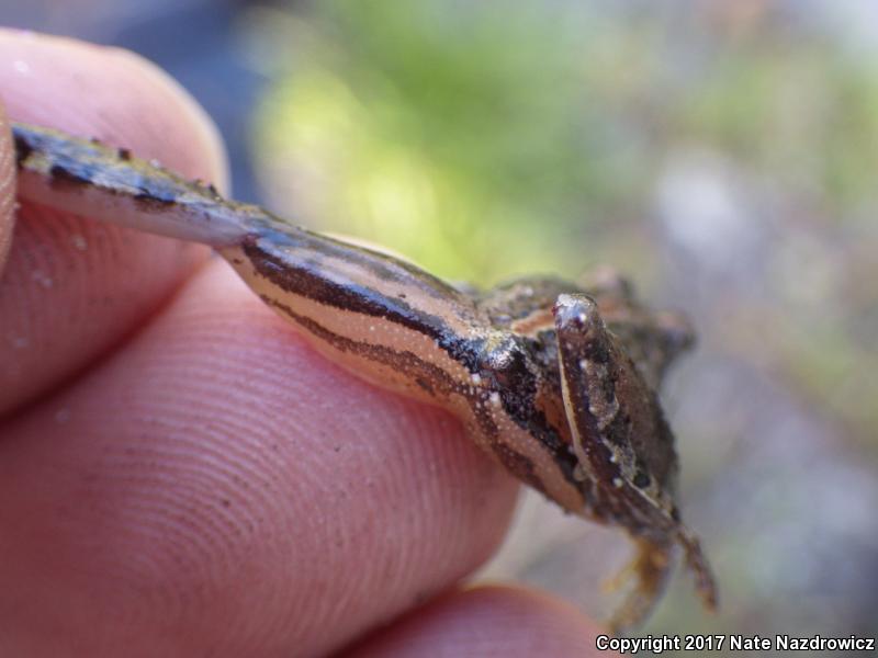 Coastal Plain Cricket Frog (Acris gryllus gryllus)