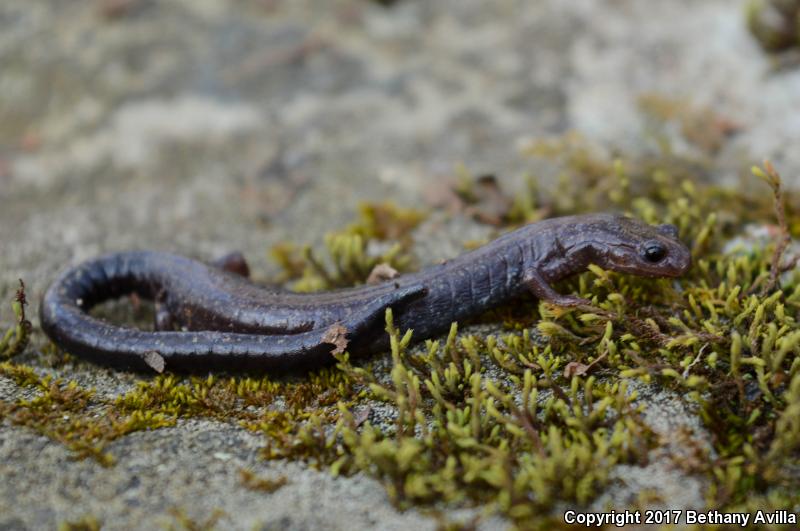 Southern Ravine Salamander (Plethodon richmondi)