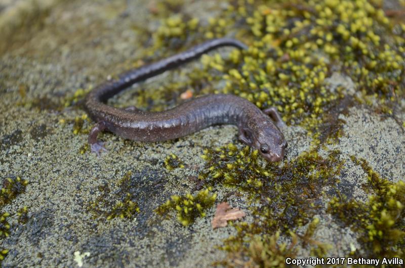 Southern Ravine Salamander (Plethodon richmondi)