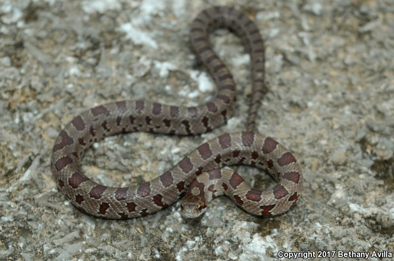 Prairie Kingsnake (Lampropeltis calligaster calligaster)