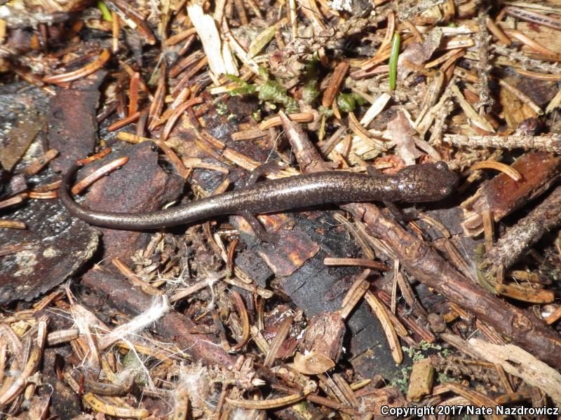 Cheat Mountain Salamander (Plethodon nettingi)