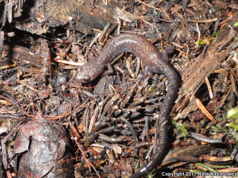 Cheat Mountain Salamander (Plethodon nettingi)