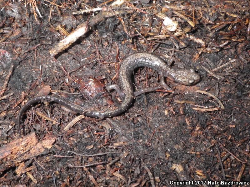 Cheat Mountain Salamander (Plethodon nettingi)