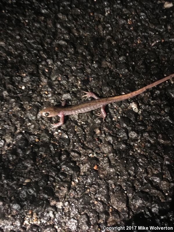 Eastern Long-toed Salamander (Ambystoma macrodactylum columbianum)