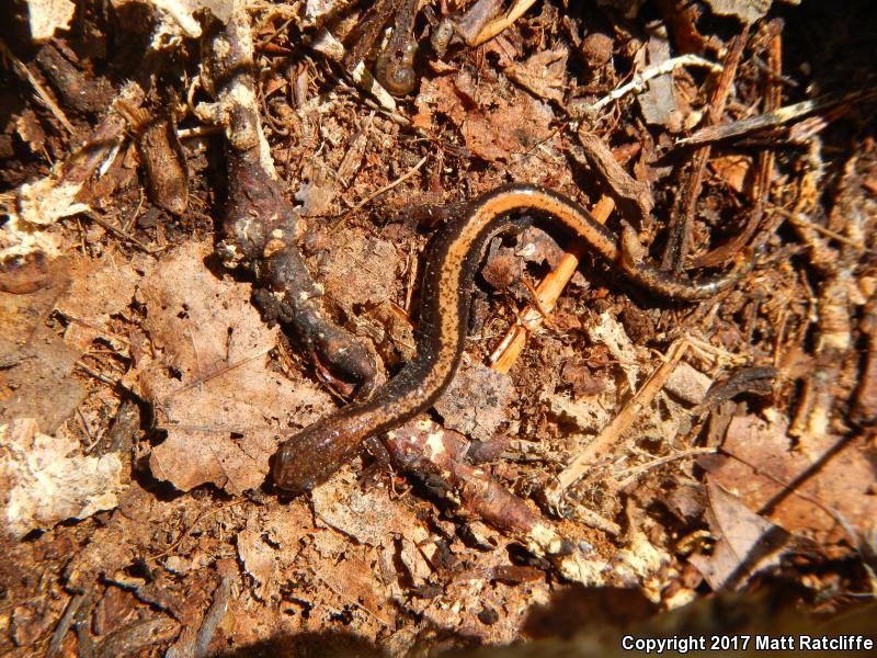 Shenandoah Salamander (Plethodon shenandoah)