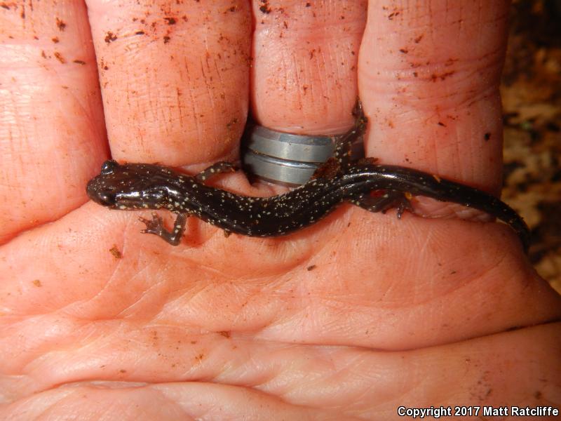Cow Knob Salamander (Plethodon punctatus)