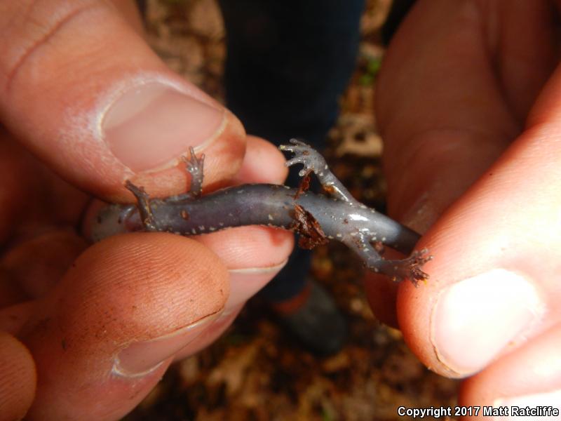 Cow Knob Salamander (Plethodon punctatus)