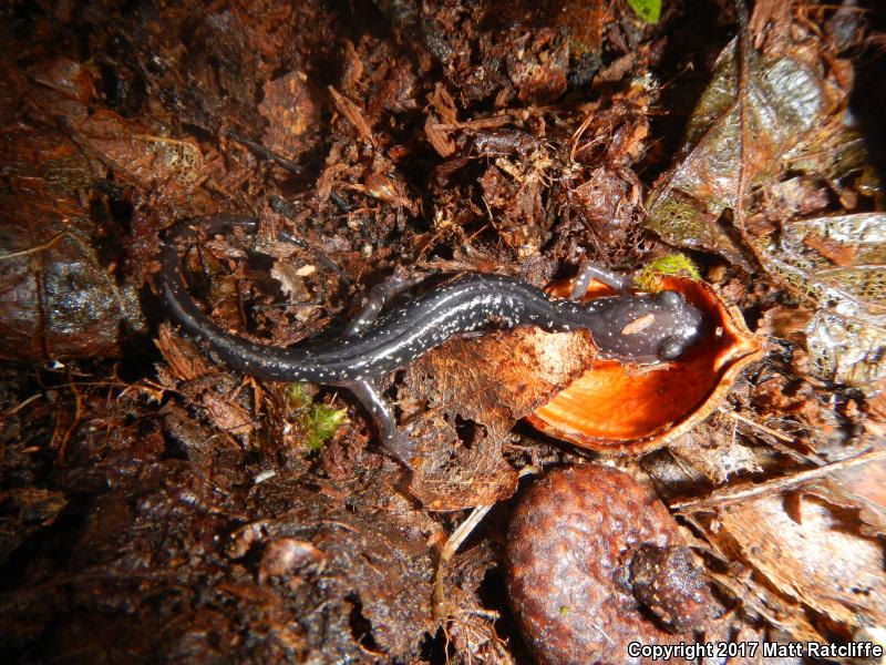 Cow Knob Salamander (Plethodon punctatus)