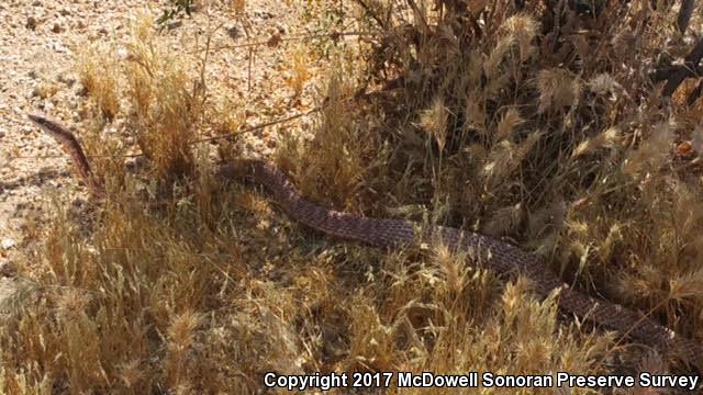 Sonoran Coachwhip (Coluber flagellum cingulum)