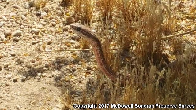 Sonoran Coachwhip (Coluber flagellum cingulum)