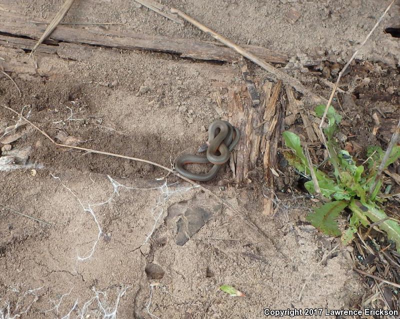 Monterey Ring-necked Snake (Diadophis punctatus vandenburgii)