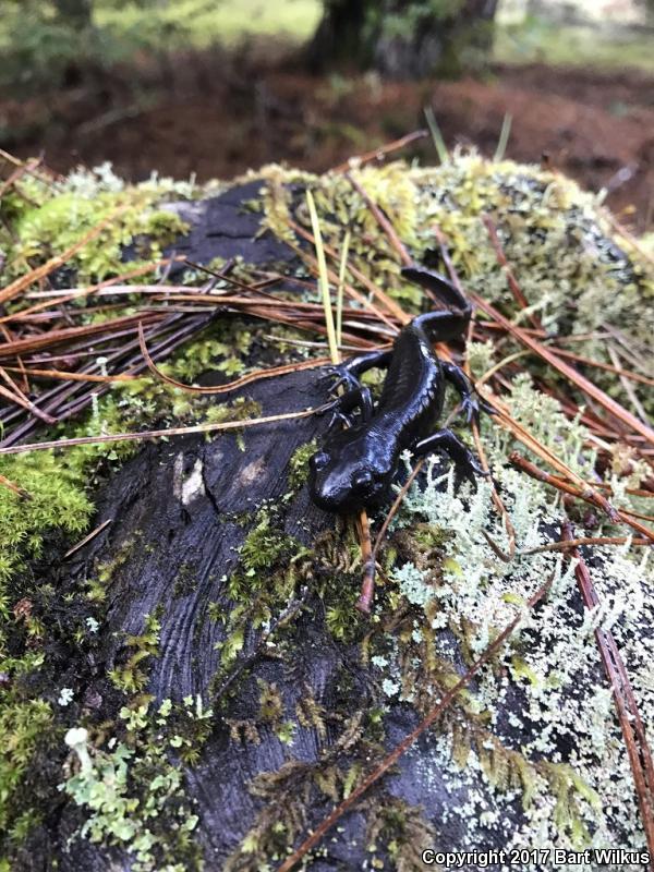 Northwestern Salamander (Ambystoma gracile)